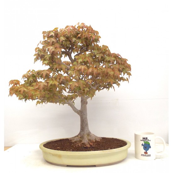 Trident maple