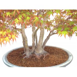 Specimen Mountain maple  clump