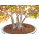 Specimen Mountain maple clump Specimen Mountain maple clump