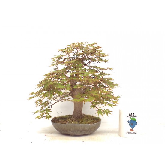 Mountain Maple