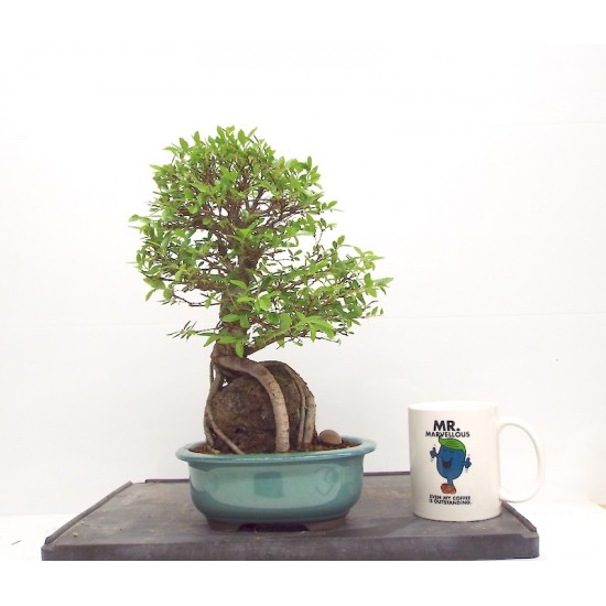 Corkbark Elm on rock