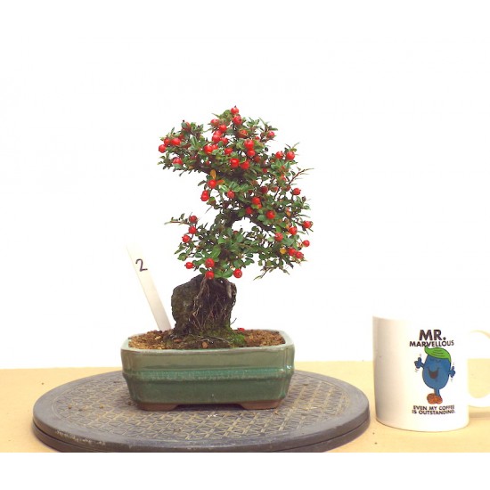 Cotoneaster on rock