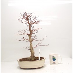 Deshojo maple