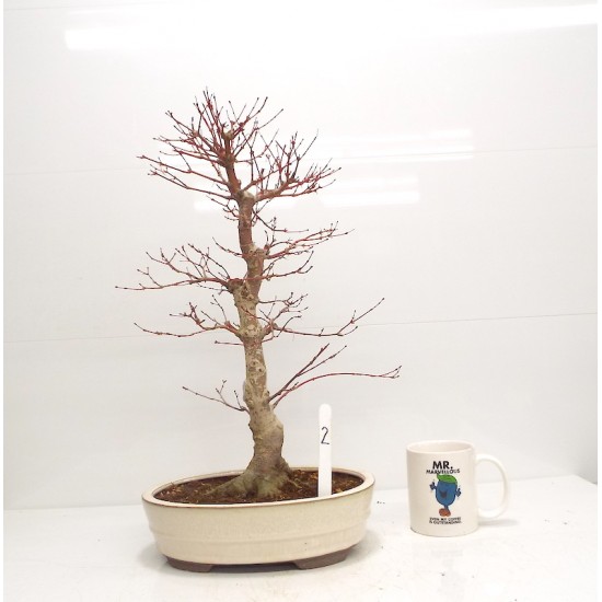 Deshojo maple Deshojo maple