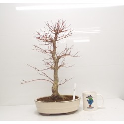 Deshojo maple