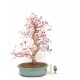Specimen Deshojo maple