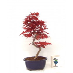 Deshojo maple