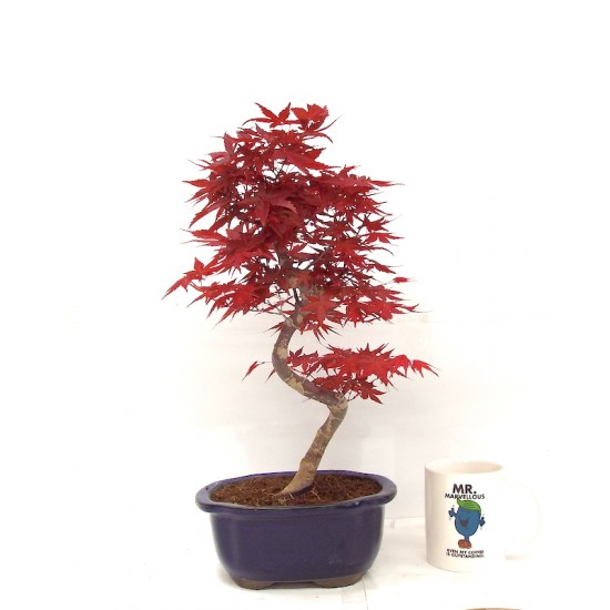 Deshojo maple Deshojo maple