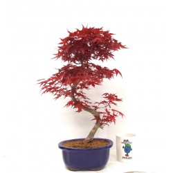 Deshojo maple
