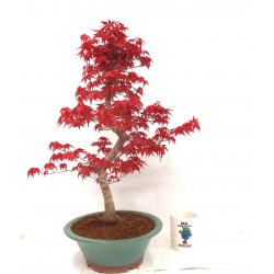 Deshojo maple