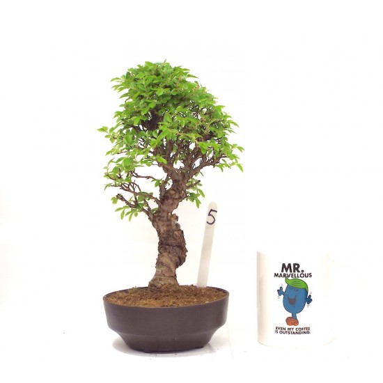 Corkbark elm Corkbark elm