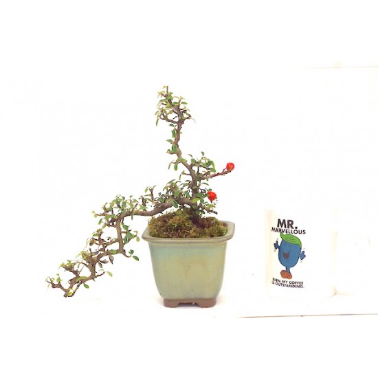 Cascade cotoneaster Cascade cotoneaster