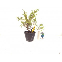 Itoigawa juniper