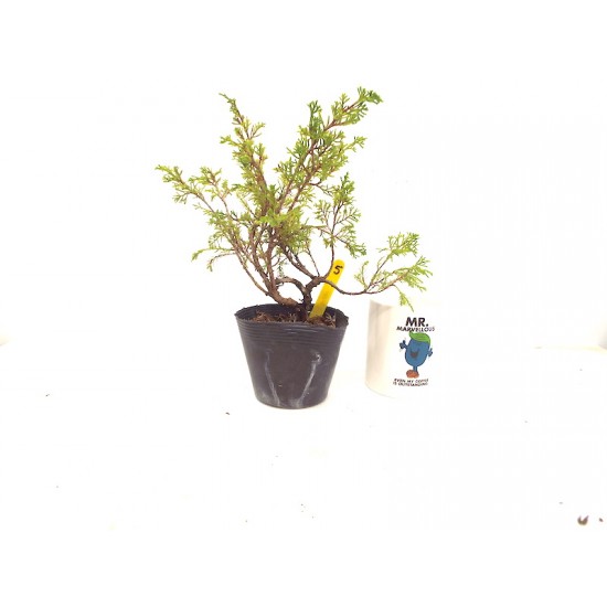 Itoigawa juniper