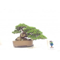 Specimen Itoigawa juniper