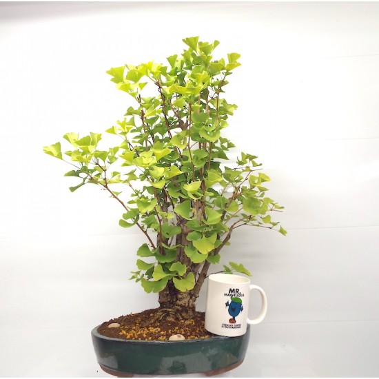 Ginkgo Ginkgo