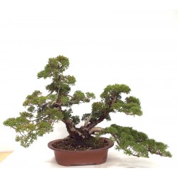 TWIN TRUNK ITOIGAWA 