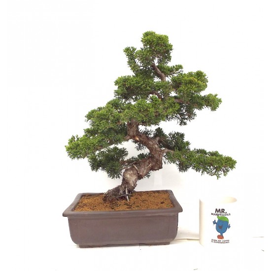ITOIGAWA JUNIPER ITOIGAWA JUNIPER