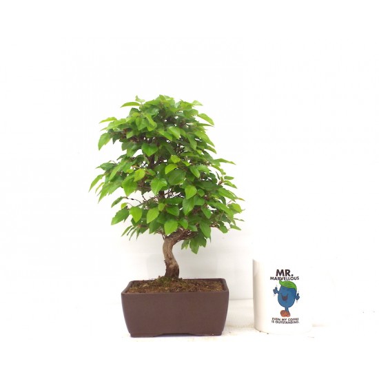 Korean Hornbeam Korean Hornbeam