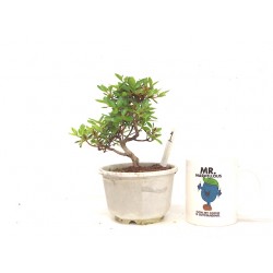 Azalea
