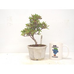 Azalea