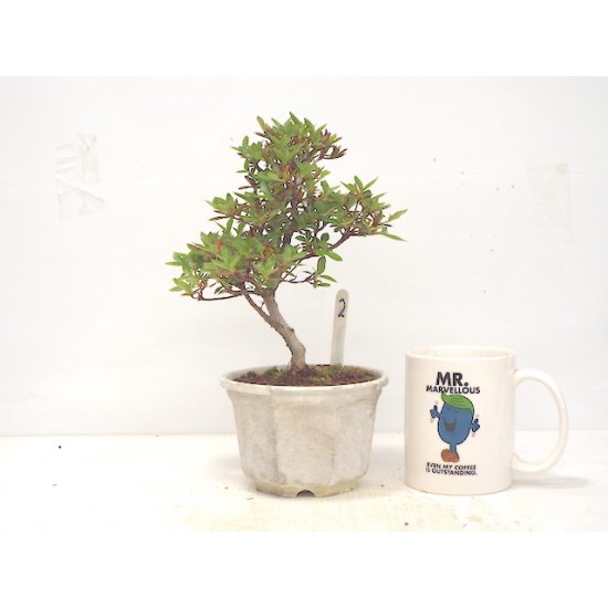 Azalea