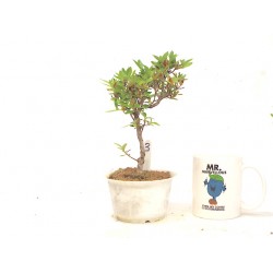 Azalea