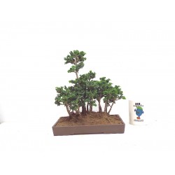 Sekka forest