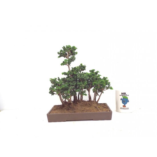 Sekka forest