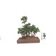 Sekka forest