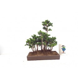 Sekka forest