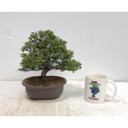 ITOIGAWA JUNIPER ON ROCK ITOIGAWA JUNIPER ON ROCK