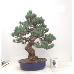 White pine 