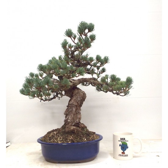 White pine White pine