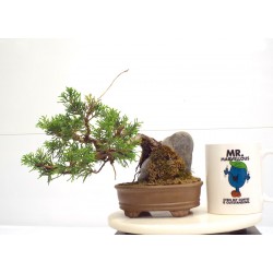 Itiogawa juniper on rock SOLD SOLD SOLD