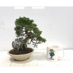 TOIGAWA JUNIPER ON ROCK TOIGAWA JUNIPER ON ROCK