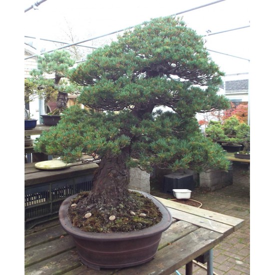 Kimura Zuisho white pine 