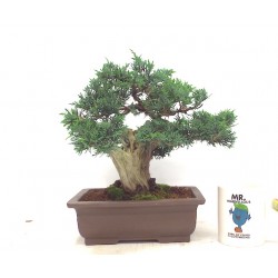 Kishu juniper