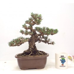Black Pine " kotobuki "