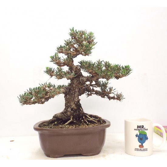 Black Pine " kotobuki " Black Pine " kotobuki "