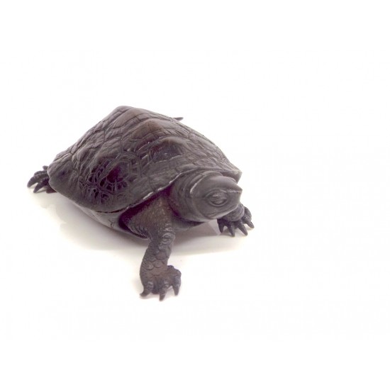 Large turtle Large turtle