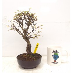 Corkbark elm