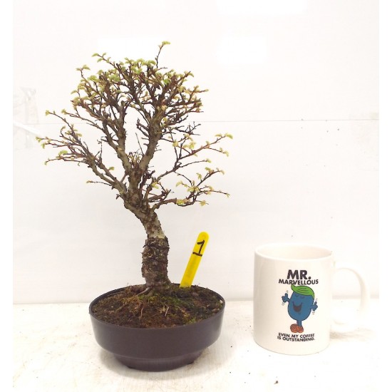 Corkbark elm