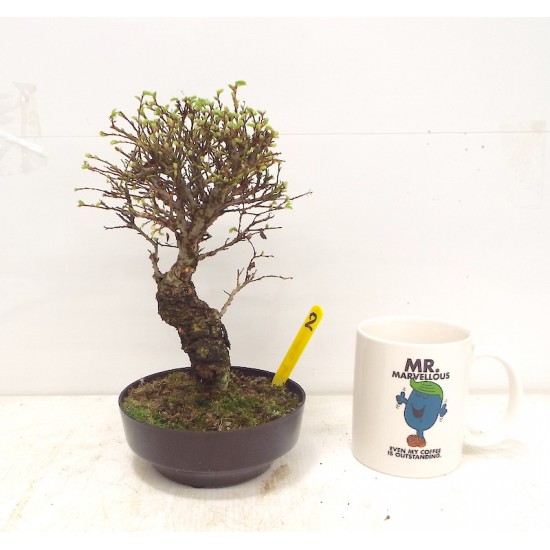 Corkbark elm