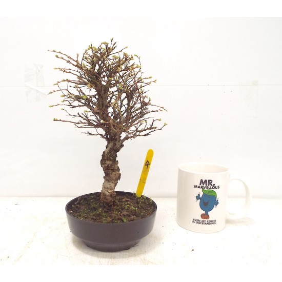 Corkbark elm