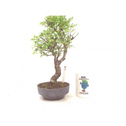 Corkbark elm Corkbark elm