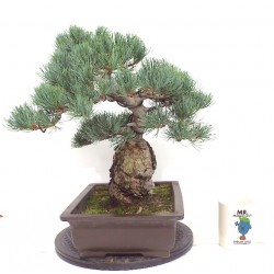 Quality White Pine { FREE POSTAGE }