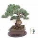 Quality White Pine { FREE POSTAGE } Quality White Pine { FREE POSTAGE }