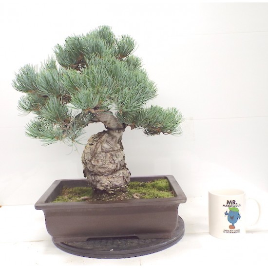 Quality White Pine { FREE POSTAGE } Quality White Pine { FREE POSTAGE }