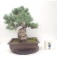 Quality White Pine { FREE POSTAGE } Quality White Pine { FREE POSTAGE }